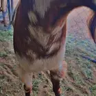 تيس فحل ومشاريع فحول صنف