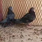 طبه صنعاوي