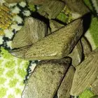 عود بخور