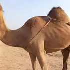 خلفه للبيع