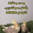 كوكتيلات غر بايد بيور بيرل