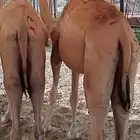 قعود صومالي مرابي للبيع قعدان في الباحة