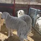 رخال صنف الأعمار ماتتجاوز سنه العدد 3 على السوم