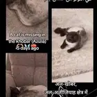 قط مفقود