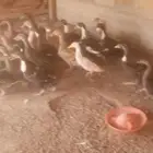 بط البيع