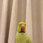 دره اليف متكلم