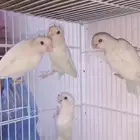 روزات للبيع