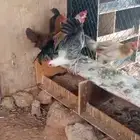 دجاج بلدي للبيع الخرج