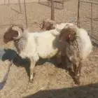 خرفان