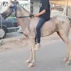 مهر شعبي بدايه عسف