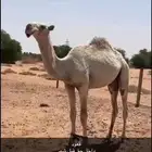 قعود_ اوضح_ابوه بعير بداح بن قريع الصخابرة الموقع الخرج