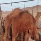للبيع ثلاث قعدان وأربع بكار الأعمار من 4 اشهر تقريبا