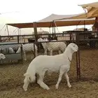 مشروع فحل حري تم البيع