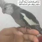 ببغاء كروان ضايع في حي الصالحيه