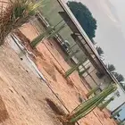 يوجد لدينا فسائل نخيل بجميع الأنواع والمقاسات  فروخ ونقايل.