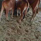 حسلان المانيه طيبه طيبه
