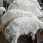 تيوس