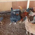 دجاج تركي سوبر جامبو