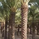 نخل للبيع مقاسات وتكريم جديد