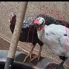 ديك بحريني عاري الرقبة