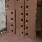 30 بياضة صغيرة مناسبة لطيور الزيبرا 40بياضة للبادجي والروز