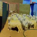 غنم للبيع على السوم العديد 20 أعمارها من 5شهور إلى 6 شهور