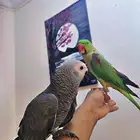 ذكر نيبالي اليف حمامه