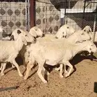 عرض مميز و فاخر .. خلفات 8 تحتها 8