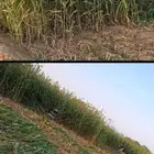 علف ذره حمرا جديد
