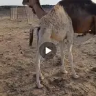 قعود طيب على الحليب ومربع