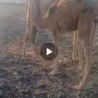 حشو حليب وعلى ربيع طيبه