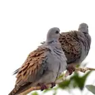 قمري