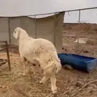 خروف فحل طيب