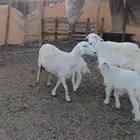 ضان صنف متابيع