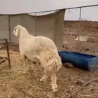 فحل حري طيب بالحيل