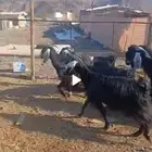 معزا عوارض طيبه