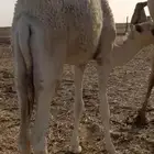 للبيع قعود قصب لباني عمره توه داخل 7 شهور وسمين سليم شرط