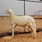 مشروع فحل حري صنف معمق قوي