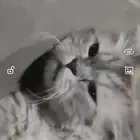 قطو للبيع لا أحد يسأل عن عمر وش نوعه انا ما اعرف الله