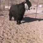 معزا مضاريع