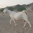 عنزين وجفره دفع مقربات