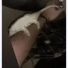 السنجاب الطايرى