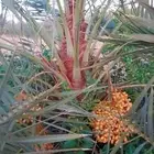 نخل القصيم نخل مثمر للبيع جثايث سكري ونانه سكري حمراء برحي