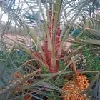 جثايث هلالي فروخ هلالي للبيع المقاس متر الي مترين نخل وسعر ر