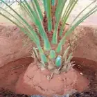 نخل مثمر نخل القصيم للبيع نبت سالم مجدول سكري ونانه لبانه صف