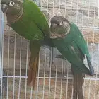 زوج كنيور الذكر بلو شيك حامل فايلوت الانثى مايرون بيلي حد ب