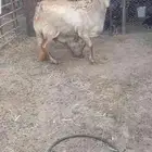 شاه سوكنيه