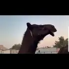 عشراء طيبه بلحيل لاهل الاسترحات