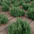 حناء ينبع النخل