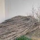 عسبان نخل مجانا